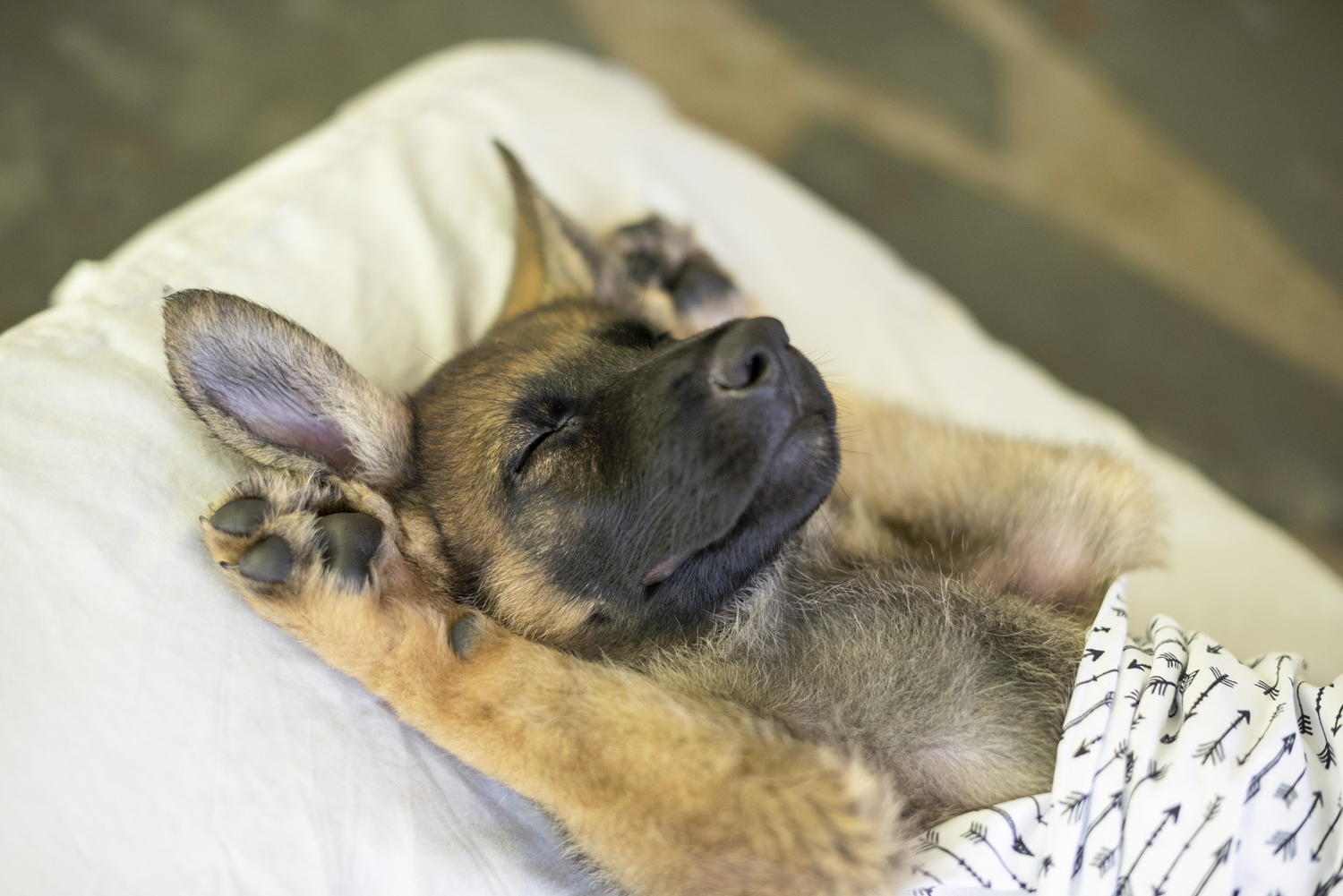 Puppy on back with paws behind ears with Asheville Pet Photographer