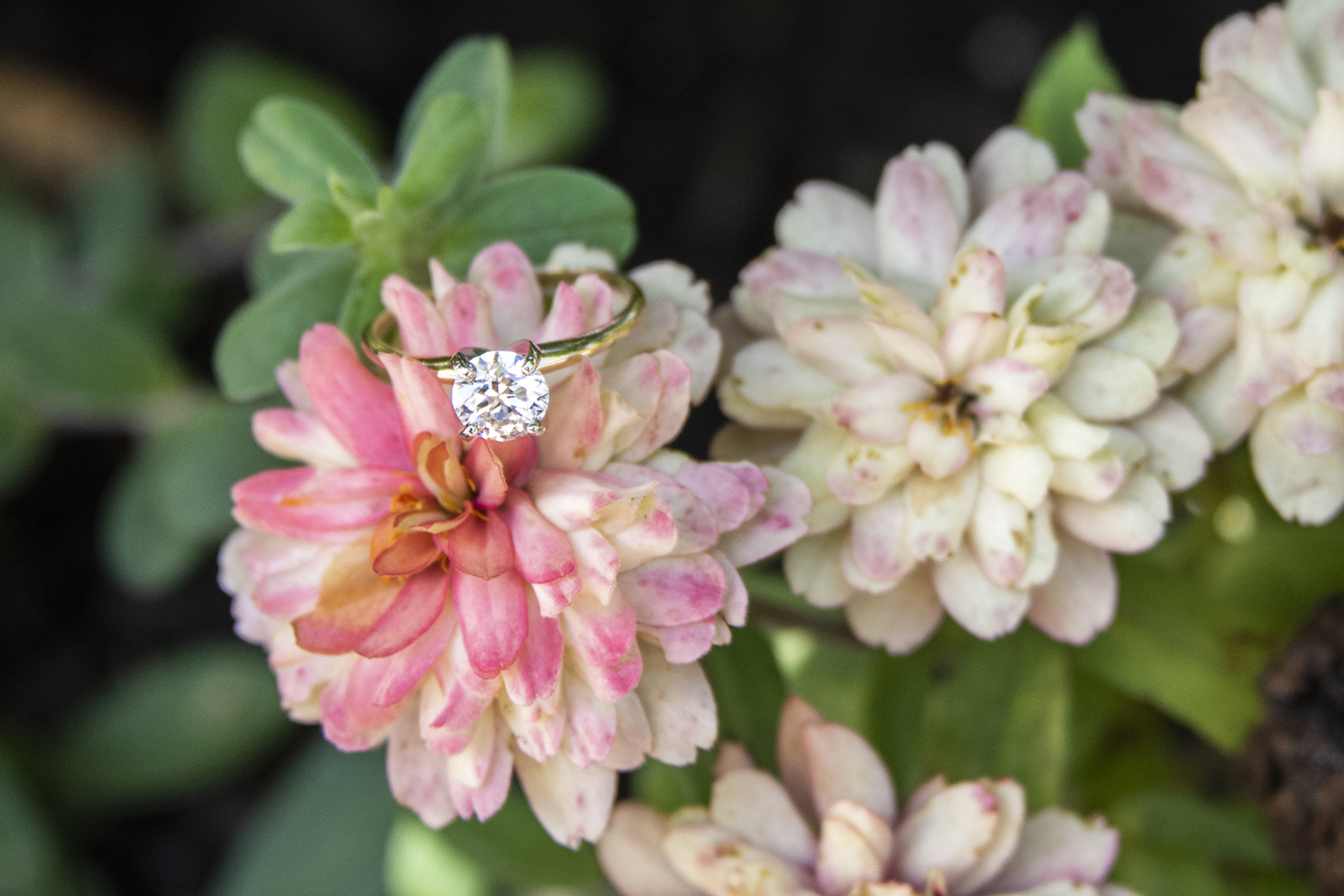 Engagement ring on flower at Biltmore Engagement Photographer