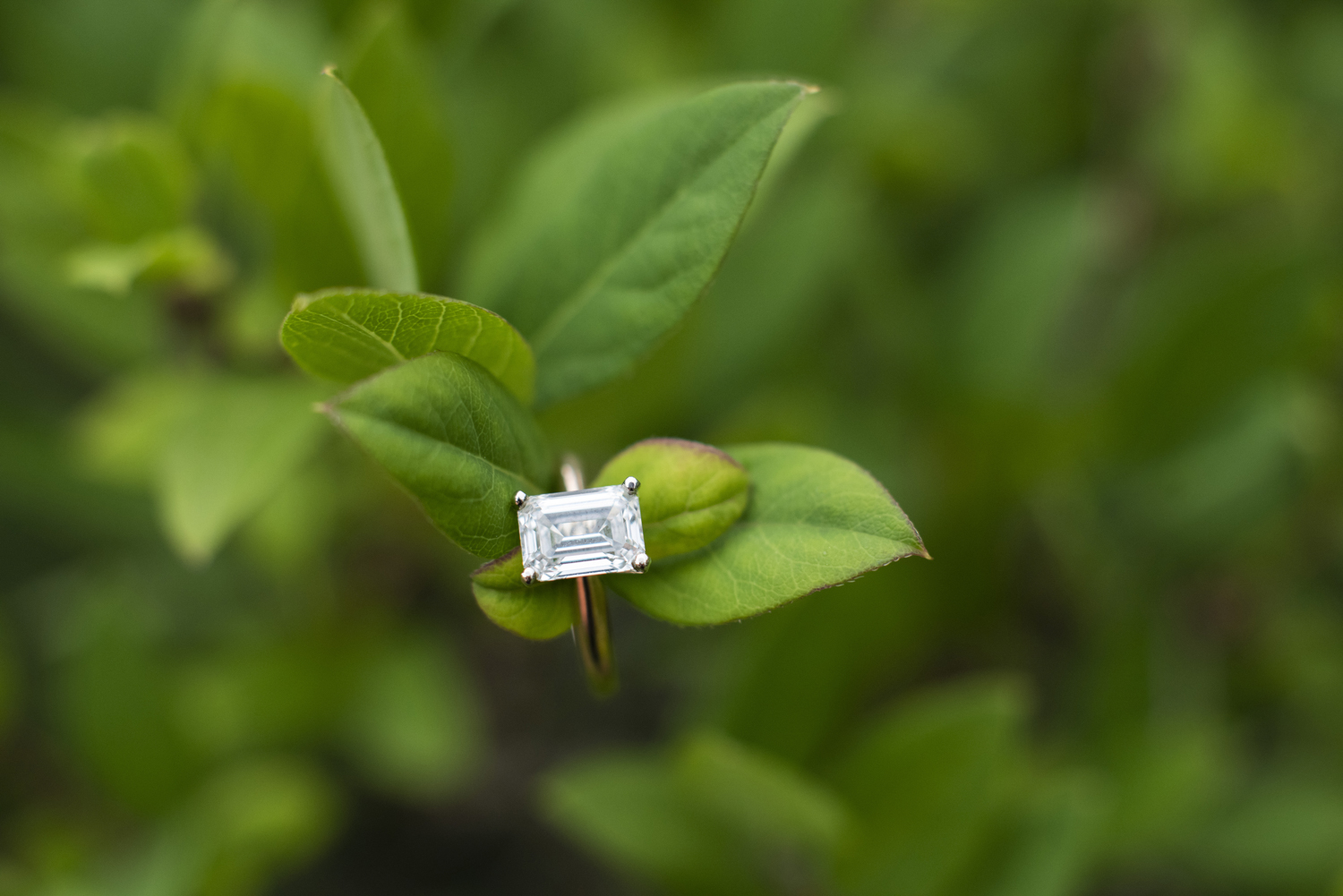 Engagement ring on greenery in Asheville, NC.