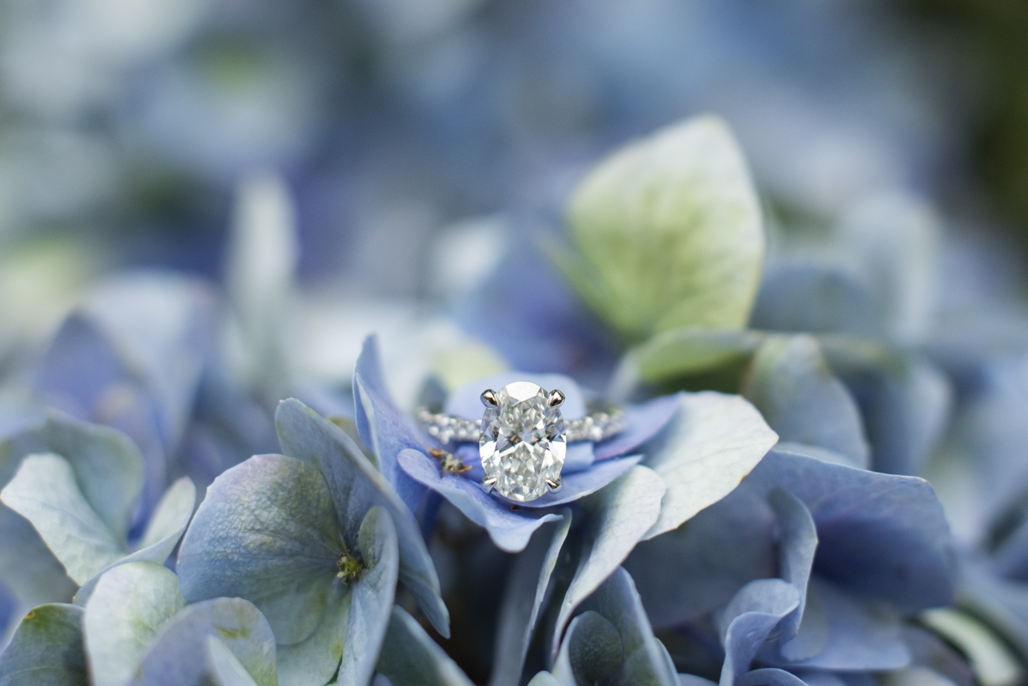 Engagement ring on blue hydrangea