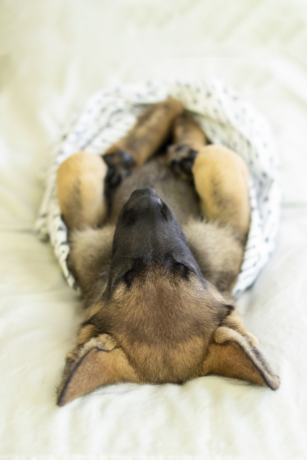 Puppy swaddled