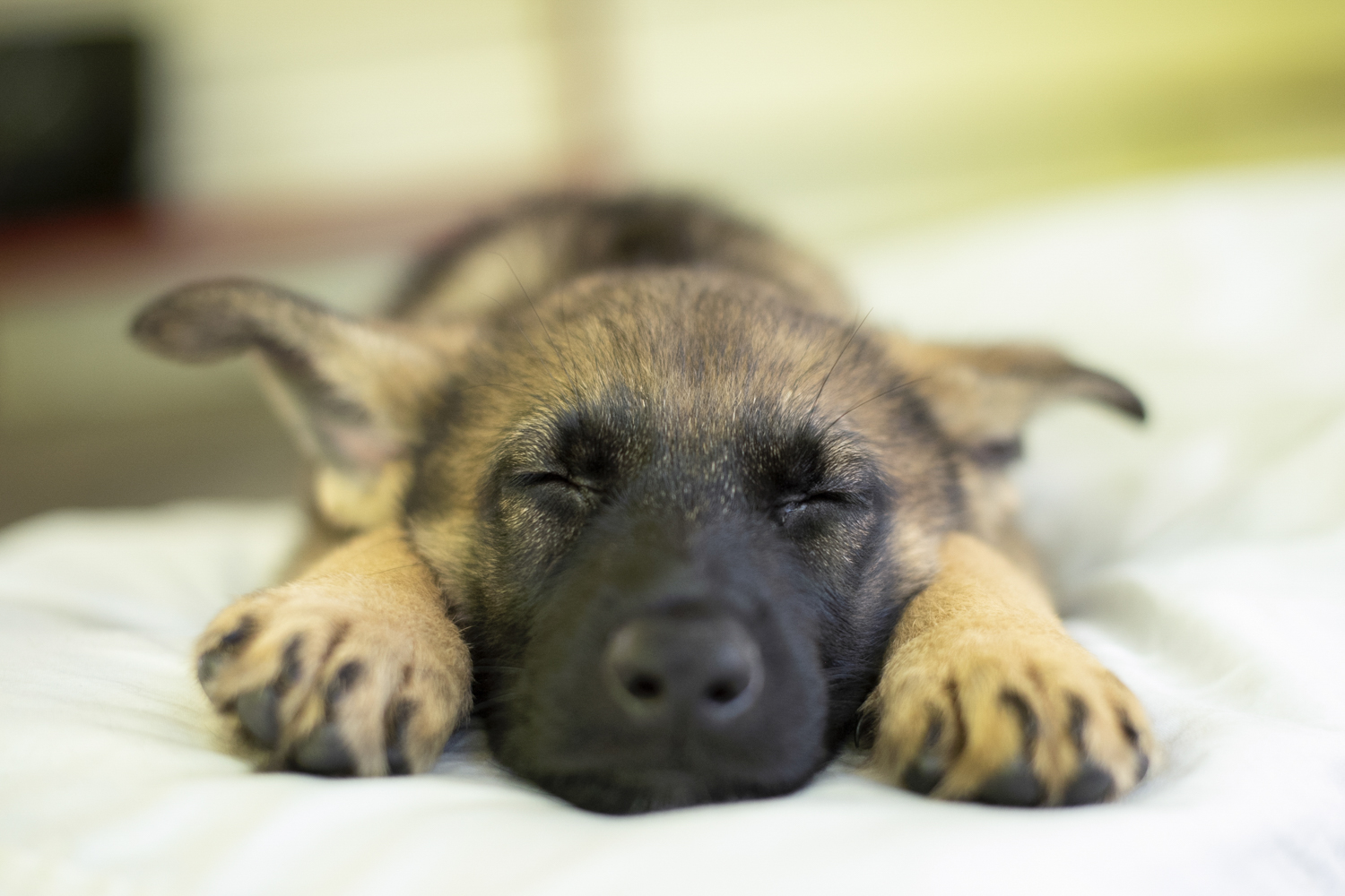 Puppy on belly with paws forward, Asheville Pet Photographer