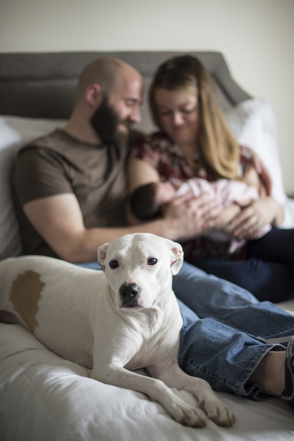 Dog on bed during Newborn Photography in Asheville