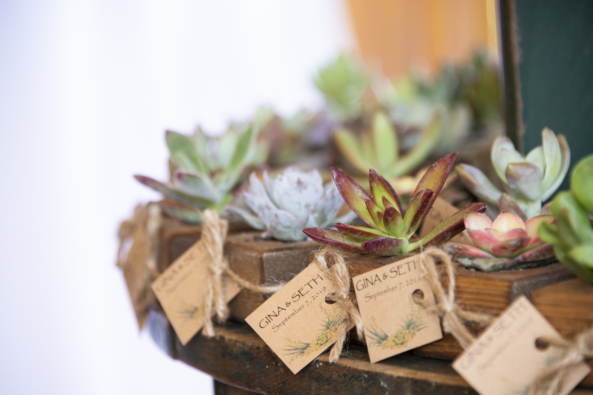 Succulent wedding favors