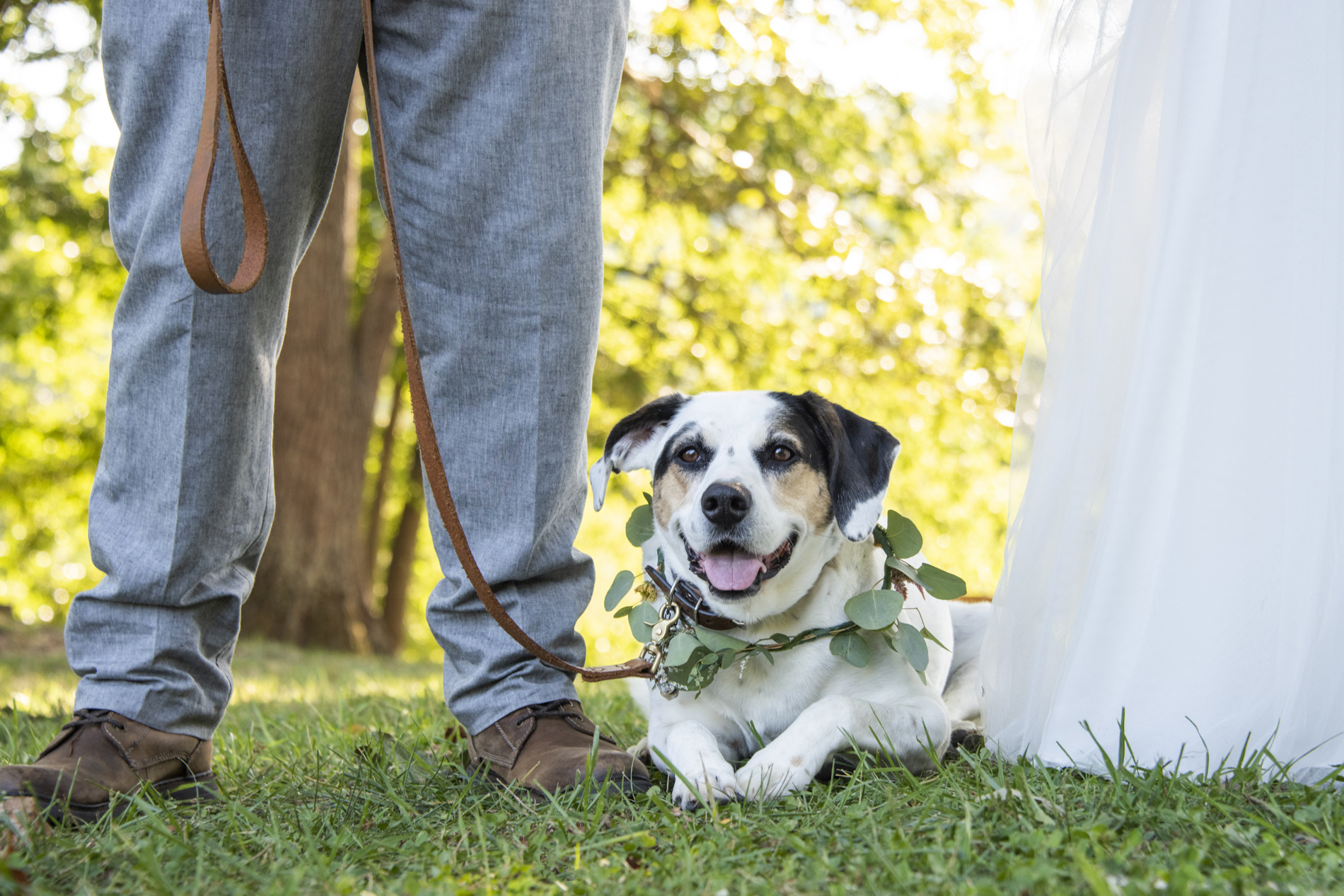 Wedding with dog ring bearer