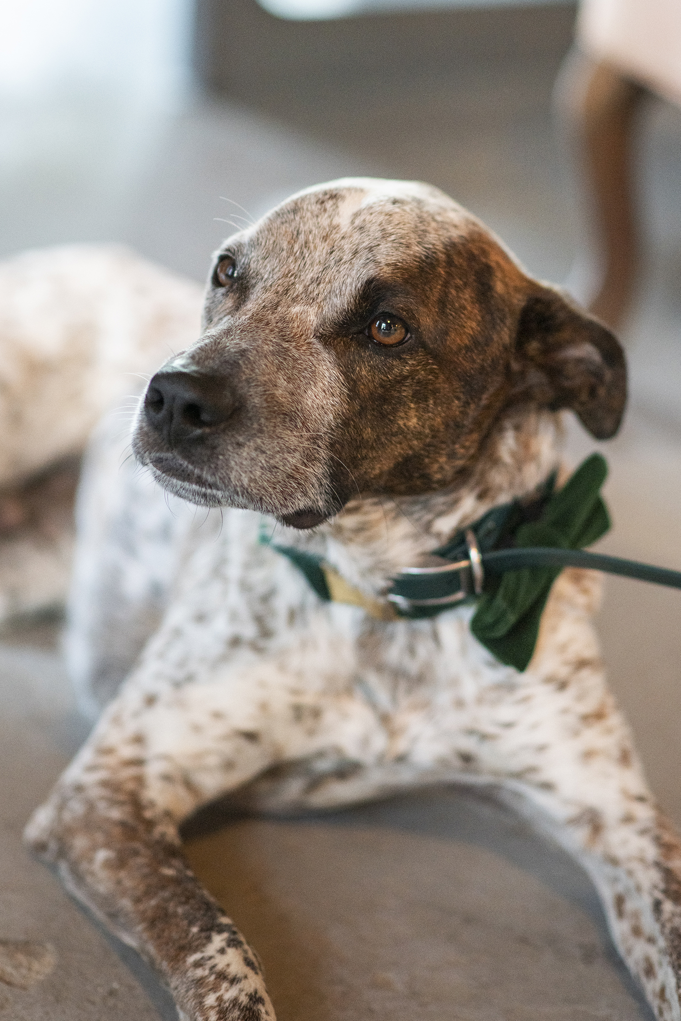 dog at Birdfoot wedding reception