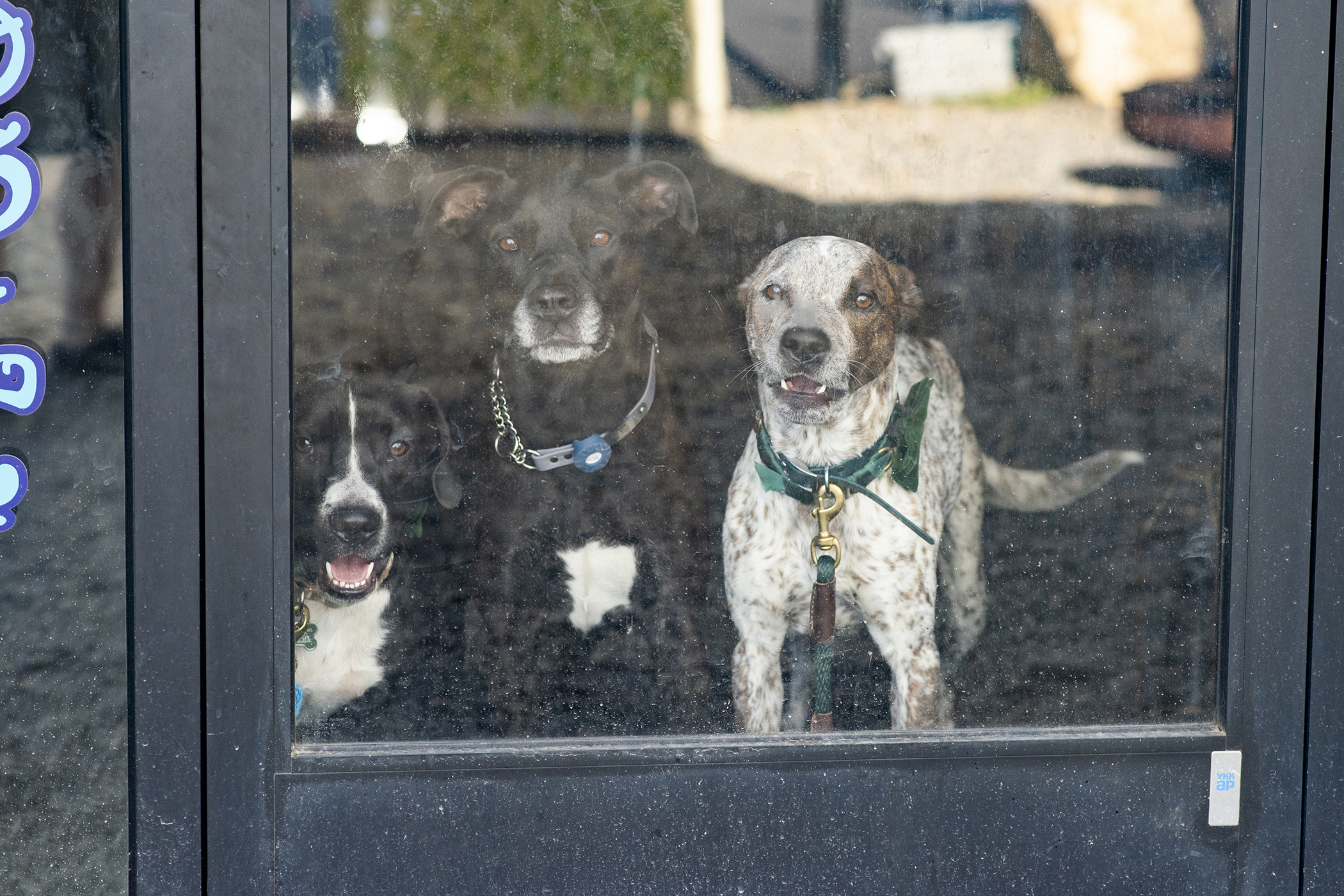 dogs at Birdfoot wedding reception